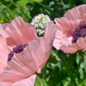 the perfect pink poppy