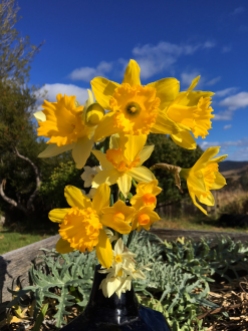 daffodillo