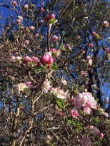 more apple blossom