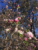more apple blossom