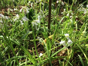 wild onion flower, our fave Spring salad ingredient