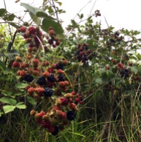 blackberry season